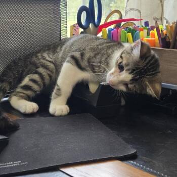 Uno -  Domestic Medium Hair Cat for Adoption in Jupiter, Florida - Uno | PetCurious