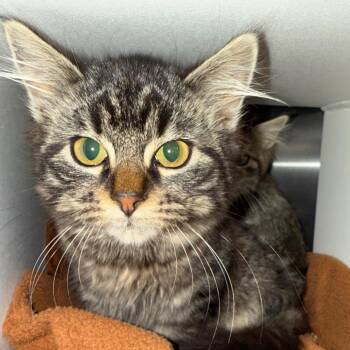 Domestic Medium Hair Cats Available for Adoption - Charm | PetCurious