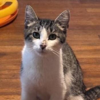 Pink -  Siamese Cat for Adoption in Knoxville, Tennessee - Pink | PetCurious