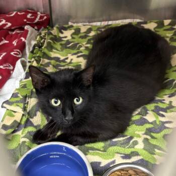Jazzy Jewel -  Domestic Short Hair Cat for Adoption in Gloucester, Virginia - Jazzy Jewel | PetCurious