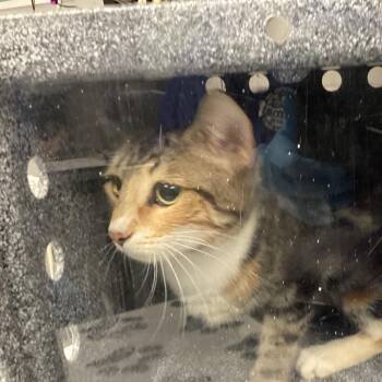 Donut -  Domestic Short Hair Cat for Adoption in Greenville, South Carolina - Donut | PetCurious