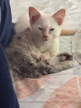 Cecil and Cindy -  Domestic Long Hair Cat for Adoption in Lawrenceville, Georgia - Cecil And Cindy | PetCurious