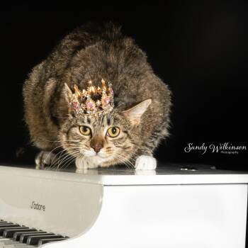 Daja -  Domestic Short Hair Cat for Adoption in Tipton, Indiana - Daja | PetCurious