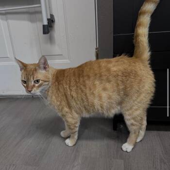 Domestic Short Hair Cats Available for Adoption in Renton, Washington - Jangles | PetCurious