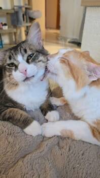 Boxer -  Domestic Medium Hair Cat for Adoption in Lunenburg, Massachusetts - Boxer | PetCurious