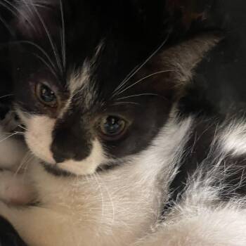 Pizzazz -  Domestic Short Hair Cat for Adoption in Norman, Oklahoma - Pizzazz | PetCurious