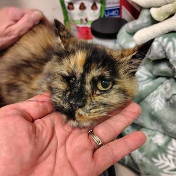 Mira -  Domestic Long Hair Cat for Adoption in Coos Bay, Oregon - Mira | PetCurious
