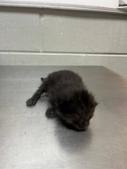 Domestic Short Hair Cats Available for Adoption in Jacksonville, Florida - SPOT | PetCurious