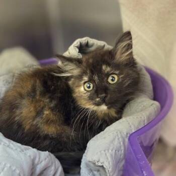 Frances -  Domestic Medium Hair and Domestic Short Hair Cat for Adoption in Westland, Michigan - Frances | PetCurious