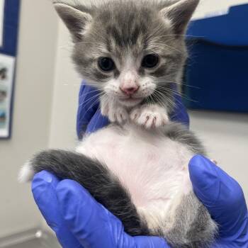 Domestic Short Hair Cats Available for Adoption in Columbiana, Alabama - Tidal Wave | PetCurious
