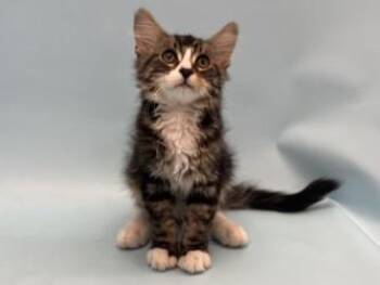 Movin -  Domestic Long Hair and Domestic Short Hair Cat for Adoption in Golden Valley, Minnesota - Movin | PetCurious
