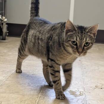 Domestic Short Hair Cats Available for Adoption - Loki | PetCurious