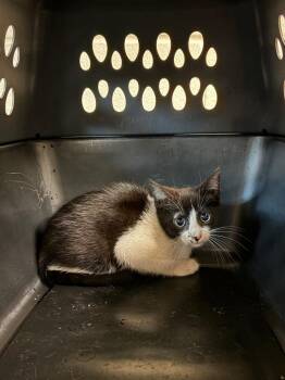 Cassidy -  Domestic Medium Hair Cat for Adoption in Nacogdoches, Texas - Cassidy | PetCurious