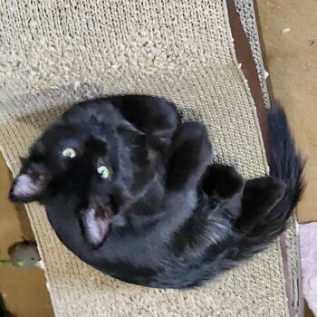 Willie -  Domestic Medium Hair Cat for Adoption in East Leroy, Michigan - Willie | PetCurious
