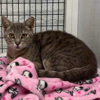 Faye -  Domestic Short Hair Cat for Adoption in Trenton, New Jersey - Faye | PetCurious