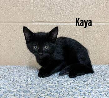 Domestic Short Hair Cats Available for Adoption in Clearfield, Kentucky - Kaya | PetCurious