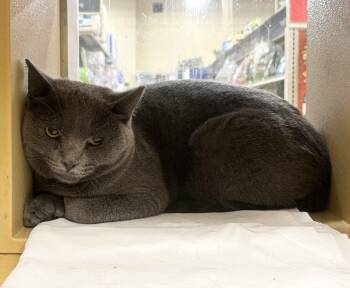 Rescue Domestic Short Hair Cats for Adoption in North Haven, Connecticut - Deirdre | PetCurious