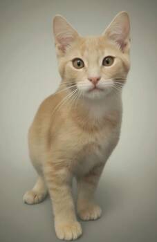 Murray -  Domestic Short Hair Cat for Adoption in Montello, Wisconsin - Murray | PetCurious