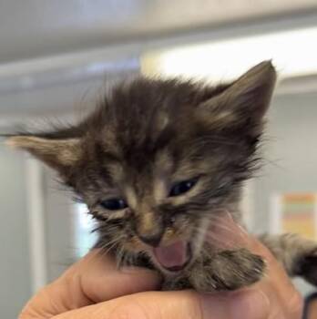 Brielle -  Domestic Short Hair Cat for Adoption in West Memphis, Arkansas - Brielle | PetCurious