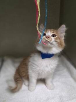 Fred -  Domestic Long Hair and Domestic Short Hair Cat for Adoption in Westland, Michigan - Fred | PetCurious