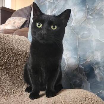 Rescue Domestic Short Hair Cats for Adoption in Allen, Texas - Berry Belle | PetCurious