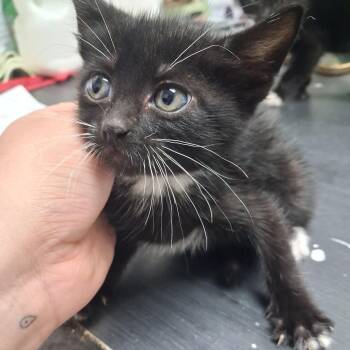 Wendy -  American Shorthair Cat for Adoption in Leander, Texas - Wendy | PetCurious