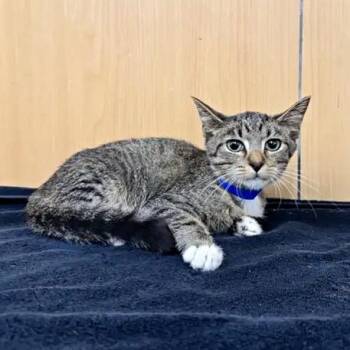 Pudding -  Domestic Short Hair Cat for Adoption in Brentwood, Missouri - Pudding | PetCurious