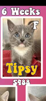 Tipsy -  American Shorthair Cat for Adoption in Marvin, North Carolina - Tipsy | PetCurious
