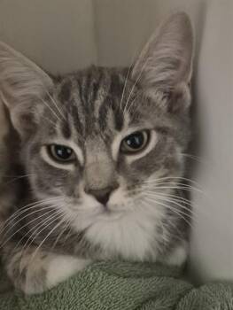 Domestic Short Hair Cats Available for Adoption in Decatur, Illinois - HIRO | PetCurious