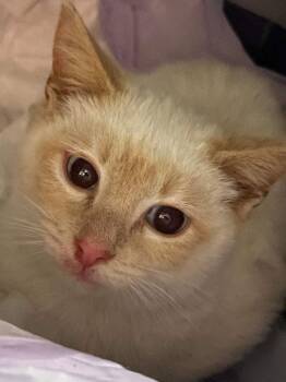 Pyro -  Siamese Cat for Adoption in Cromwell, Kentucky - Pyro | PetCurious