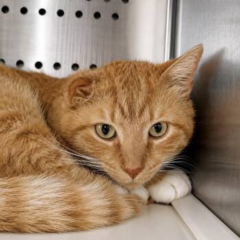Naranga -  Domestic Short Hair Cat for Adoption in Madisonville, Tennessee - Naranga | PetCurious