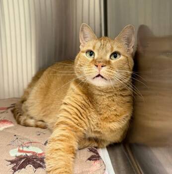 Zeva -  Domestic Short Hair Cat for Adoption in Yankton, South Dakota - Zeva | PetCurious