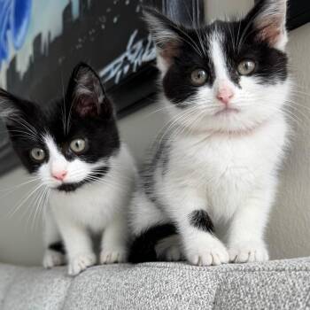 Wubby -  Domestic Short Hair Cat for Adoption in Chicago, Illinois - Wubby | PetCurious