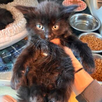 Berry -  Domestic Short Hair Cat for Adoption in Norman, Oklahoma - Berry | PetCurious