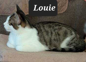 Rescue Domestic Short Hair Cats for Adoption in Dallas, Texas - Louie 9959 | PetCurious