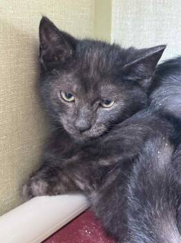 Rescue Domestic Short Hair Cats for Adoption in Marion, Ohio - Black Bean | PetCurious