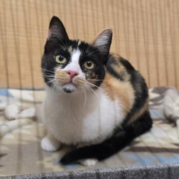Chaparra -  Domestic Short Hair Cat for Adoption in Warr Acres, Oklahoma - Chaparra | PetCurious