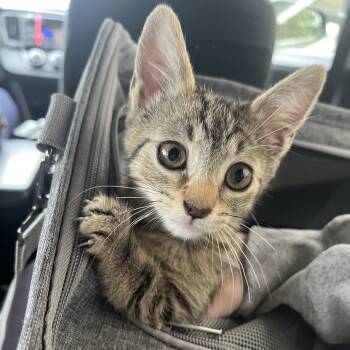 Rescue Domestic Short Hair Cats for Adoption in New York, New York - Sandy | PetCurious