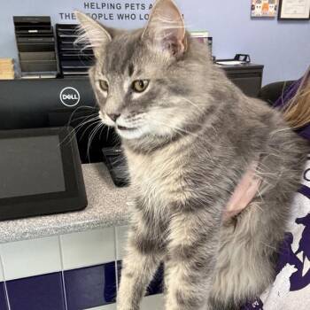 Mark Plier -  Domestic Short Hair Cat for Adoption in Des Moines, Iowa - Mark Plier | PetCurious