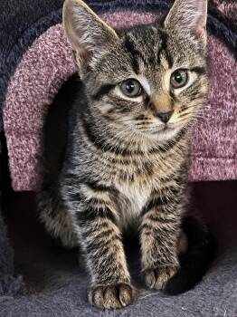 Tabby and Domestic Short Hair Cats Available for Adoption in Greensburg, Pennsylvania - Angus | PetCurious