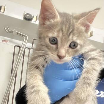 Smudge -  Domestic Short Hair Cat for Adoption in Philadelphia, Pennsylvania - Smudge | PetCurious