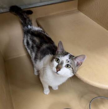 Clark 2 -  Domestic Short Hair Cat for Adoption in Fort Lupton, Colorado - Clark 2 | PetCurious