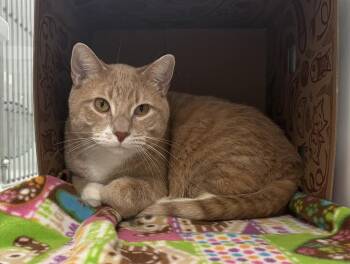Domestic Short Hair Cats Available for Adoption in Saint Paul, Minnesota - Gus | PetCurious