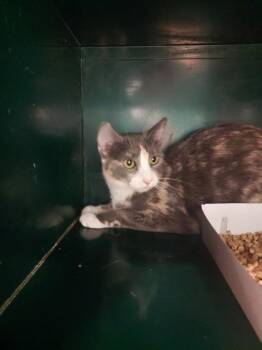 Domestic Medium Hair Cats Available for Adoption in El Paso, Texas - Trudy | PetCurious