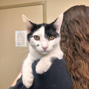 Raccoon -  Domestic Short Hair Cat for Adoption in Myerstown, Pennsylvania - Raccoon | PetCurious