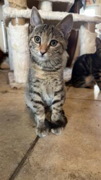 Jerry -  American Shorthair Cat for Adoption in Maitland, Florida - Jerry | PetCurious
