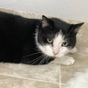 Lingling -  Domestic Short Hair Cat for Adoption in Midland, Texas - Lingling | PetCurious