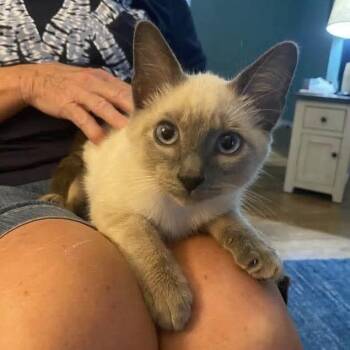 Azul -  Siamese Cat for Adoption in Pittsburg, Kansas - Azul | PetCurious