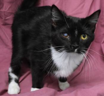 Domestic Short Hair Cats Available for Adoption - Loti | PetCurious