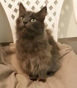 Pearl *bonded To Haida* -  Norwegian Forest Cat Cat for Adoption in West Vancouver, British Columbia - Pearl *bonded To Haida* | PetCurious